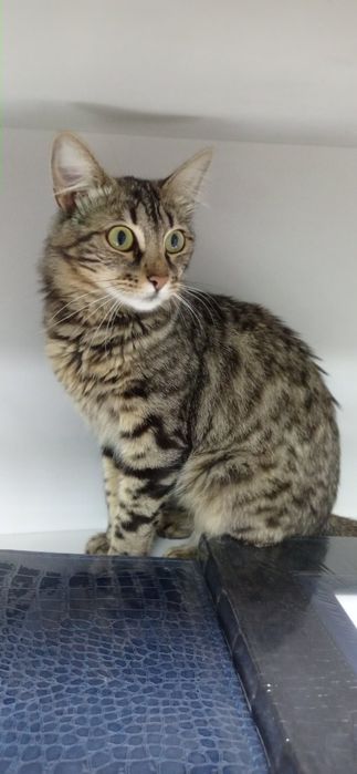 Пропала кішка в р-ні Ел. мережі, вул. Пирогова, вул. Польової!