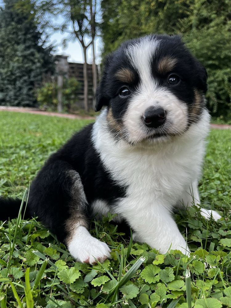 Piesek Border Collie Tricolor