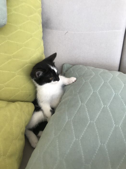 Oddam kotke w dobre ręce