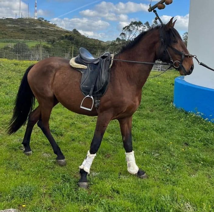 Vendo poldro 4 anos inteiro