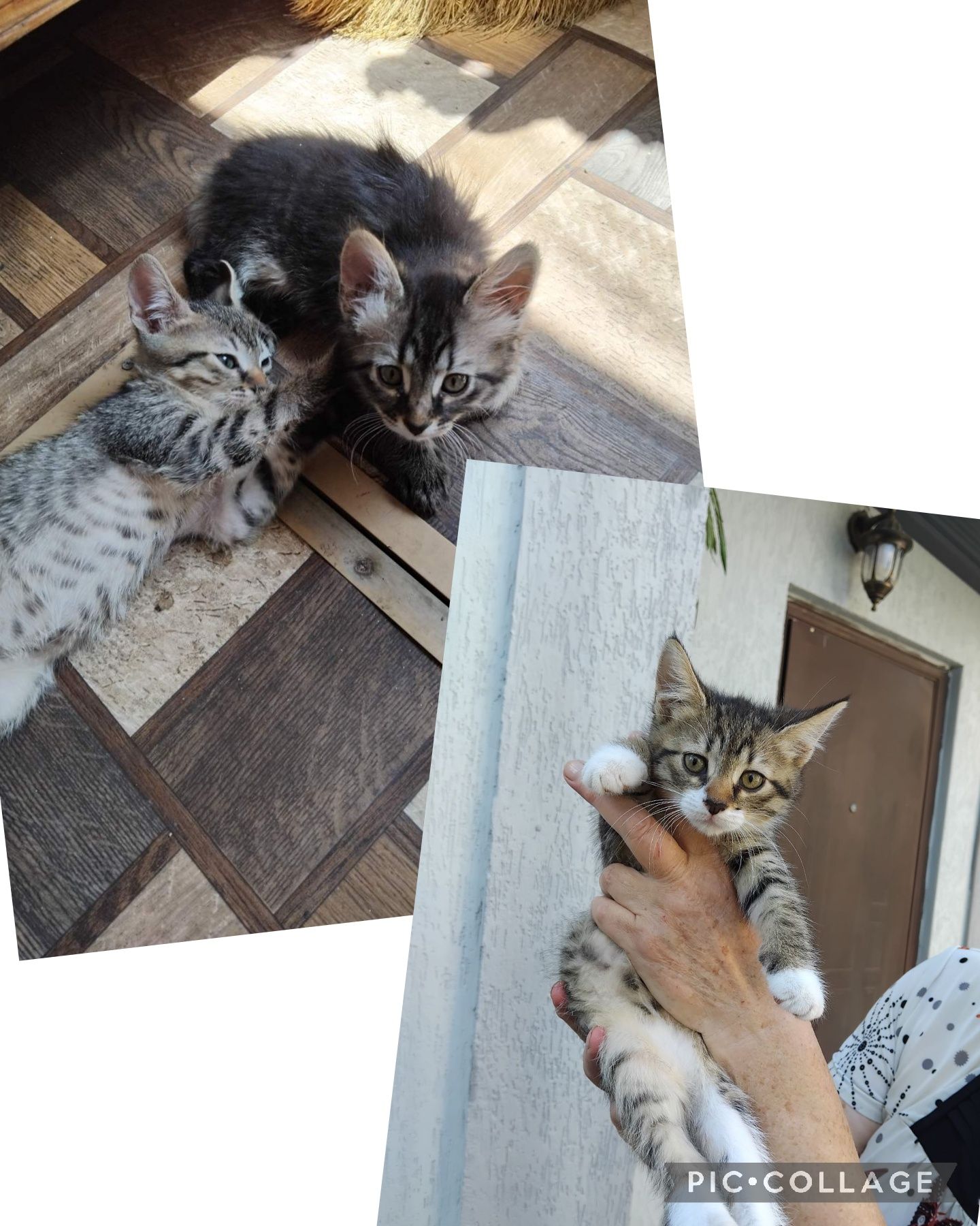 Кошеня дівчинка хдлопчик. Тигрове. Таббі