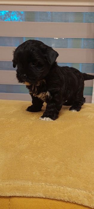 Suczka Yorkshire terrier Black