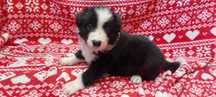 Border Collie piękny szczeniak piesek czarno - biały:-) cud natury