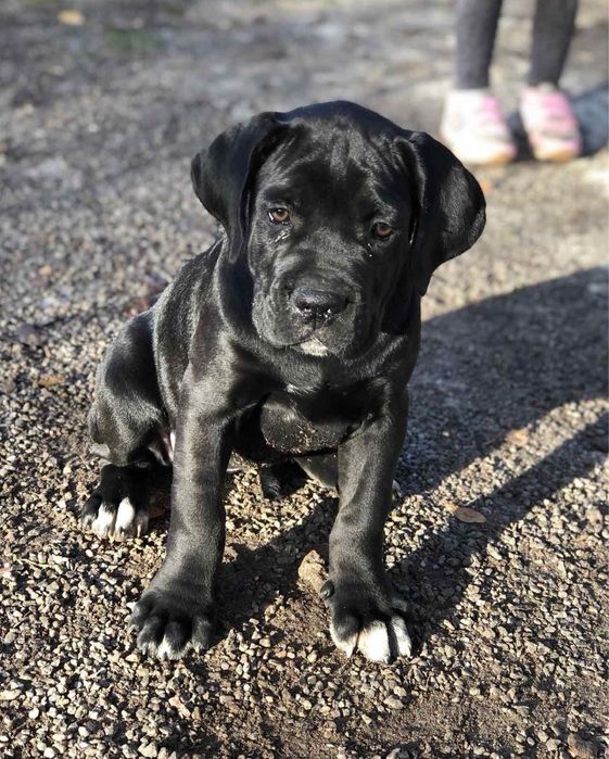 Кане Корсо. Цуценята.