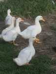 Sprzedam kaczki pekin