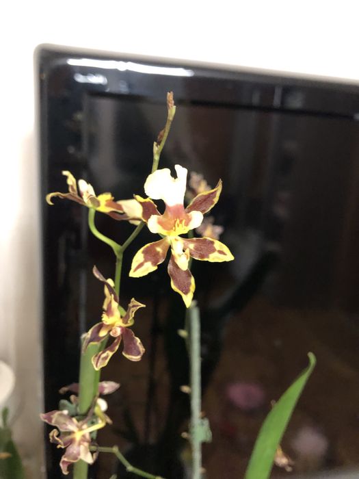 Орхідея,    камбрія 2 шт