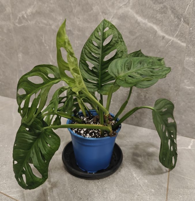 Roślina Monstera Monkey mask Adansonii