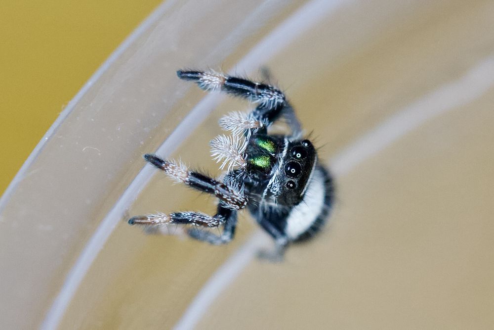 Skakuny Królewskie L7, phidippus regius wysyłka