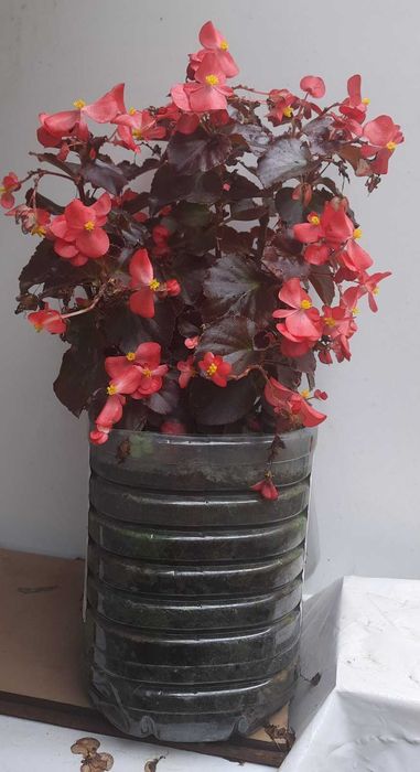 Бегония, Пеларгония, Калачик, Рео, Ладья Моисея. Домашні рослини.