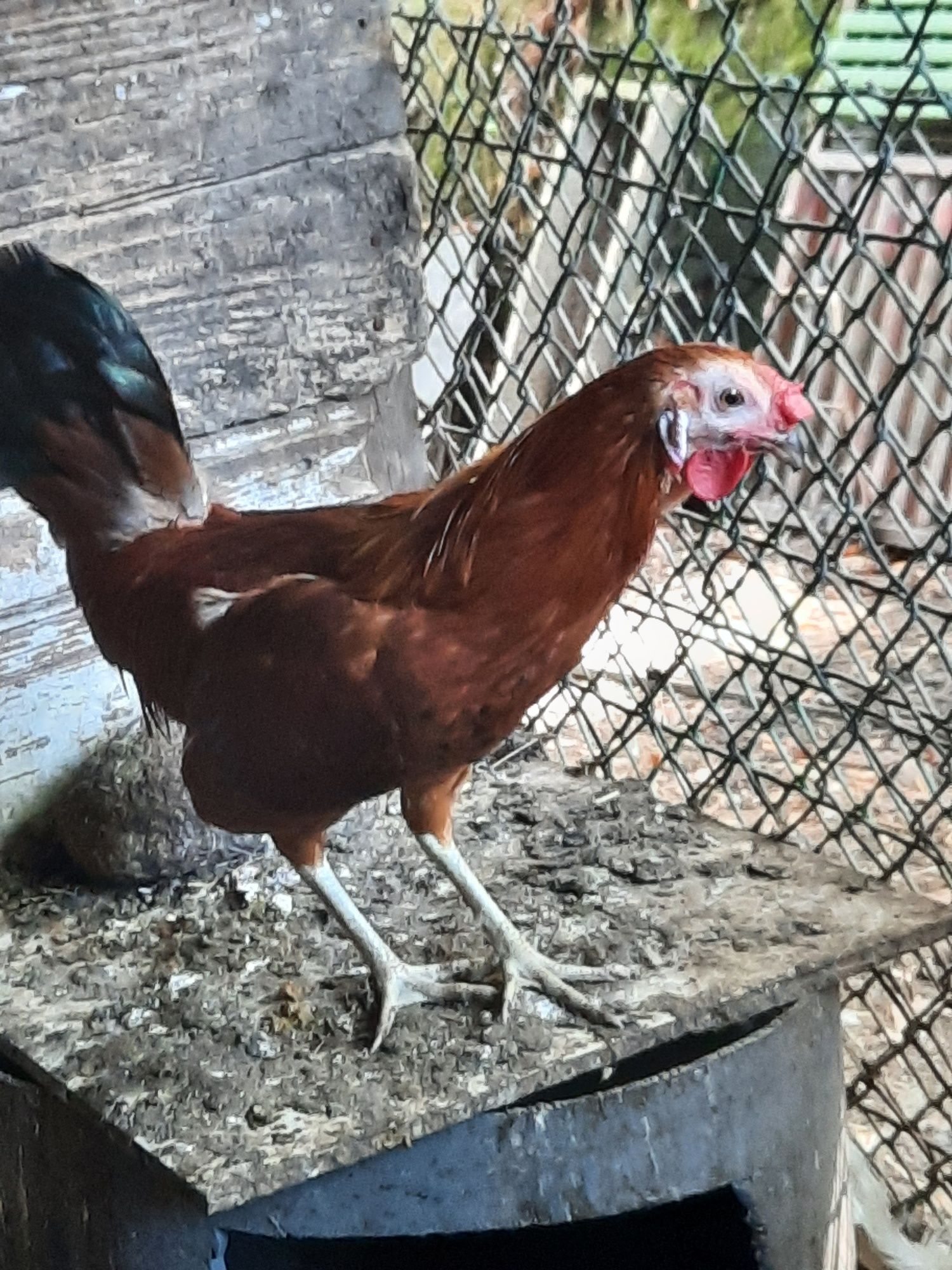 Tenho para venda este animais