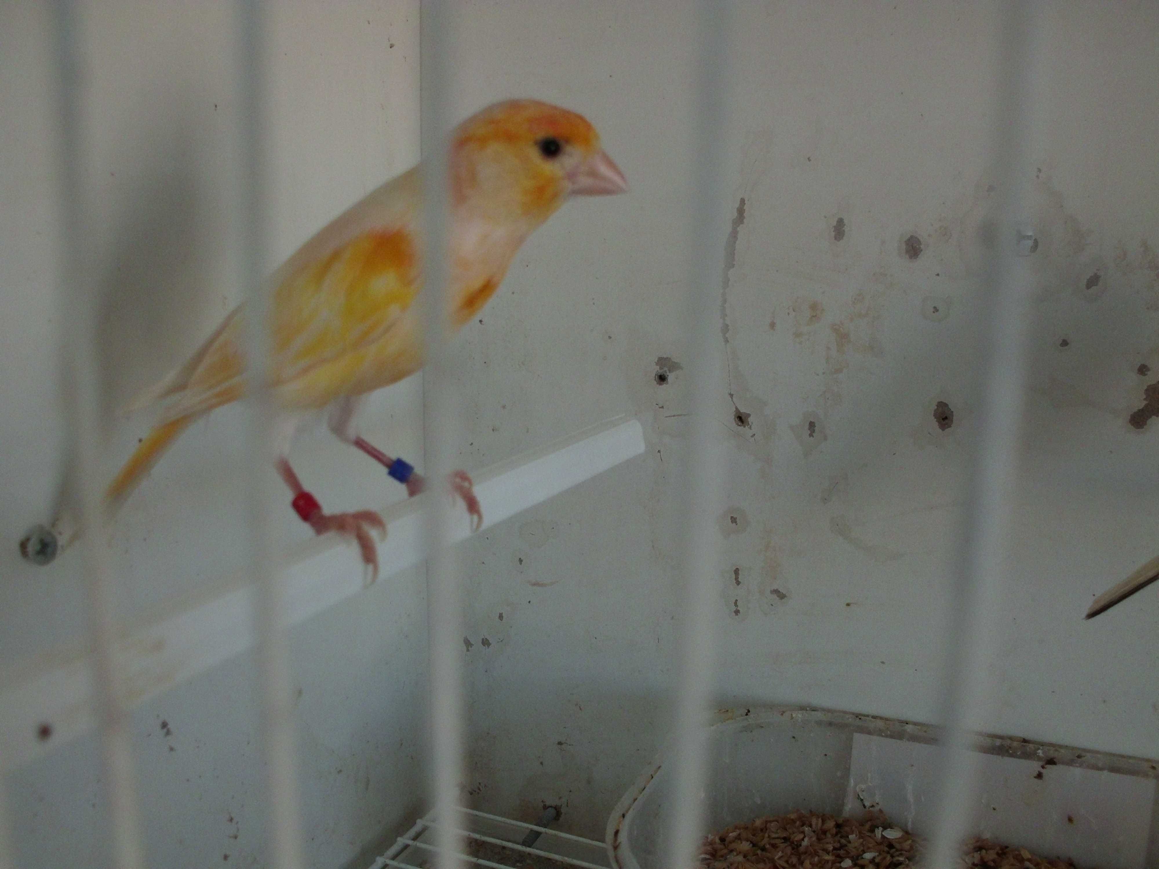 Canários/aves de companhia