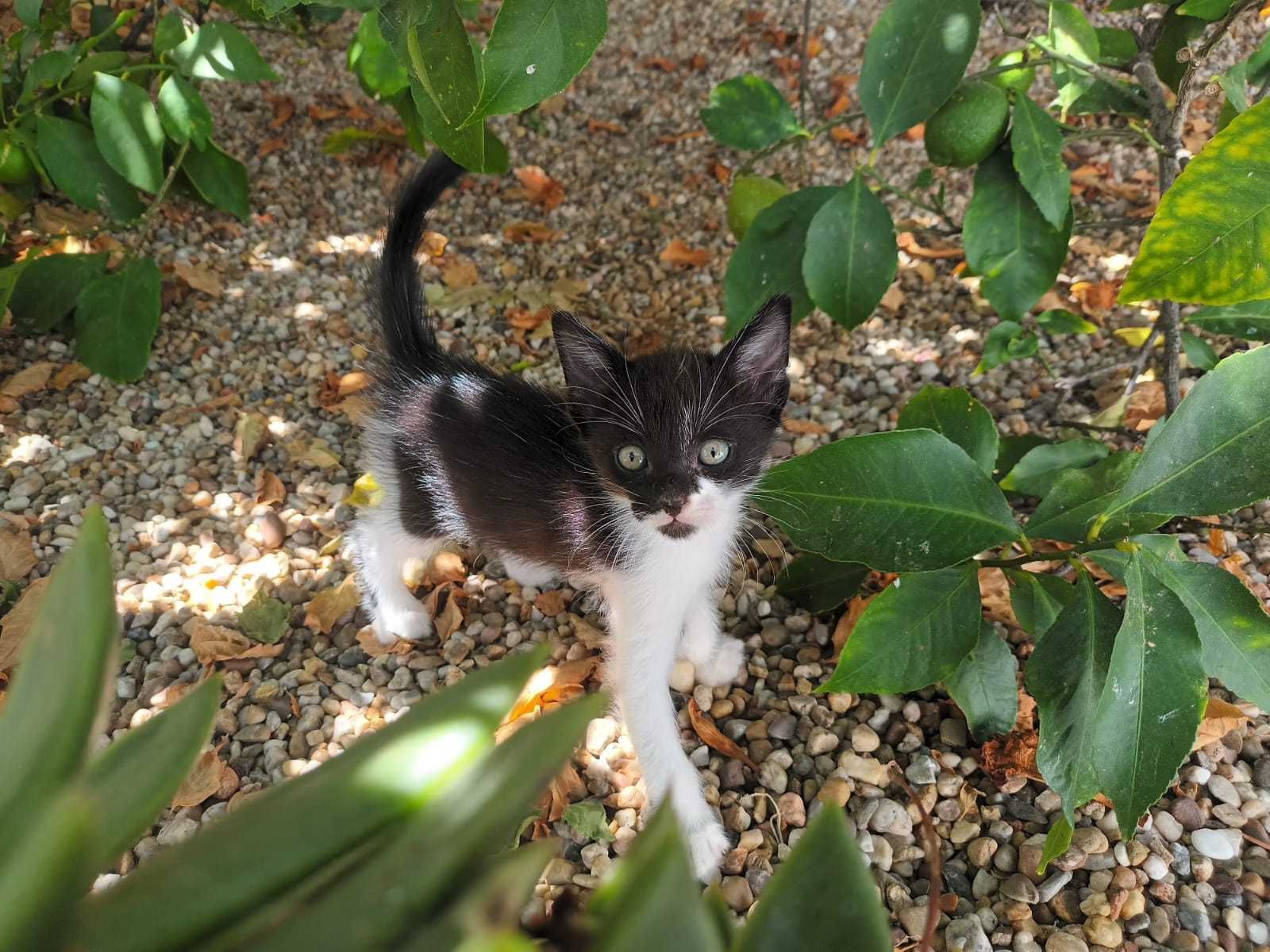 Gatinhos para adotar