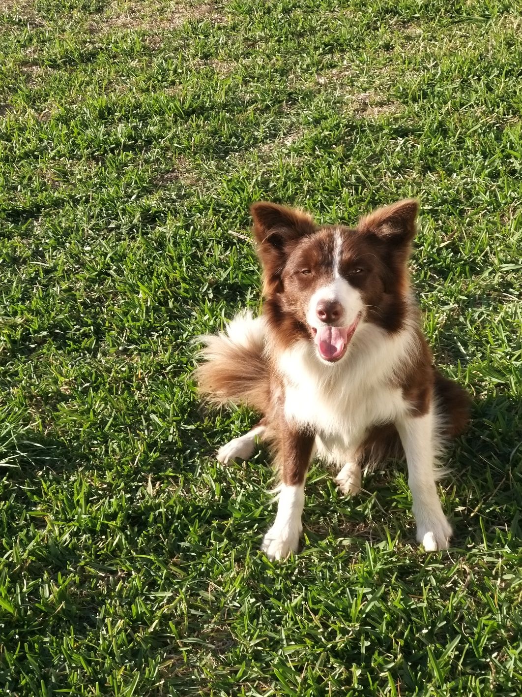 Border Collie para acasalamento