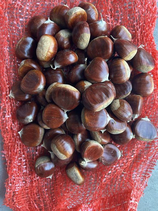 Castanhas fresquinhas – diretas do produtor!