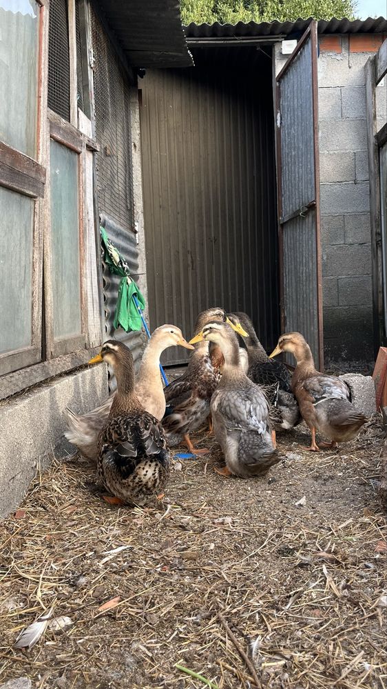 Patos Rouen machos