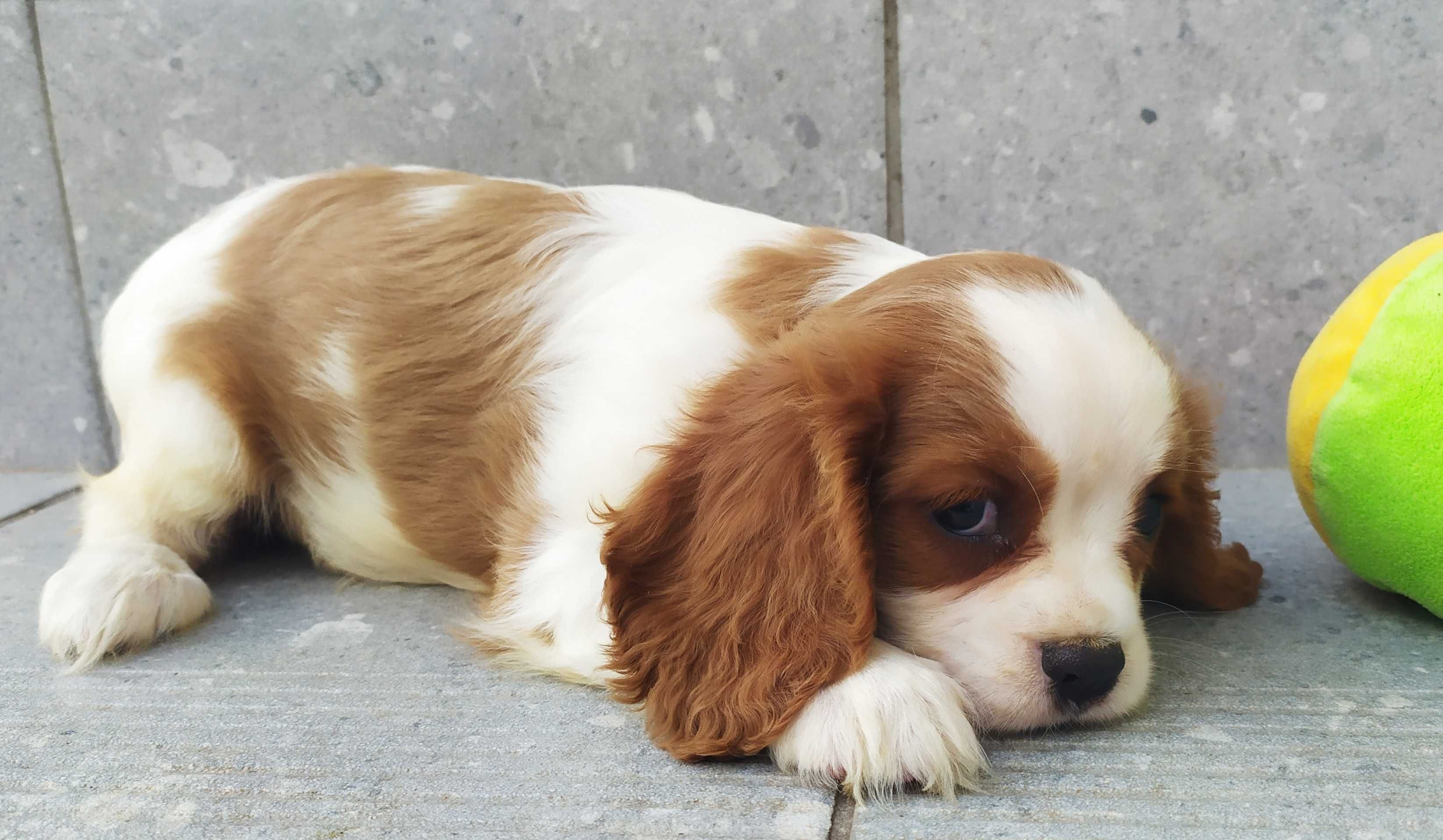 Suczka rasy Cavalier King Charles Spaniel - rodowód ZHPR