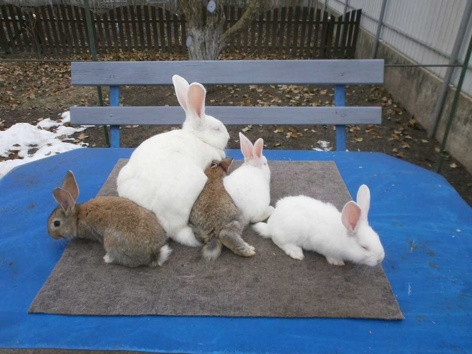 Продаю кролів різних порід