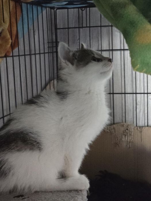 Kociaczki do adopcji od zaraz