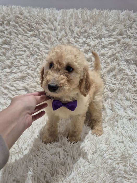 Goldendoodle f1b standard