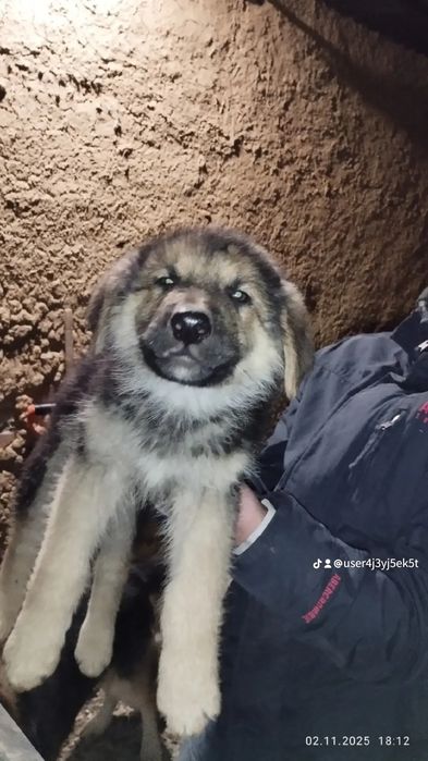 Цуценята вік 2місяці в добрі руки (для охорони)