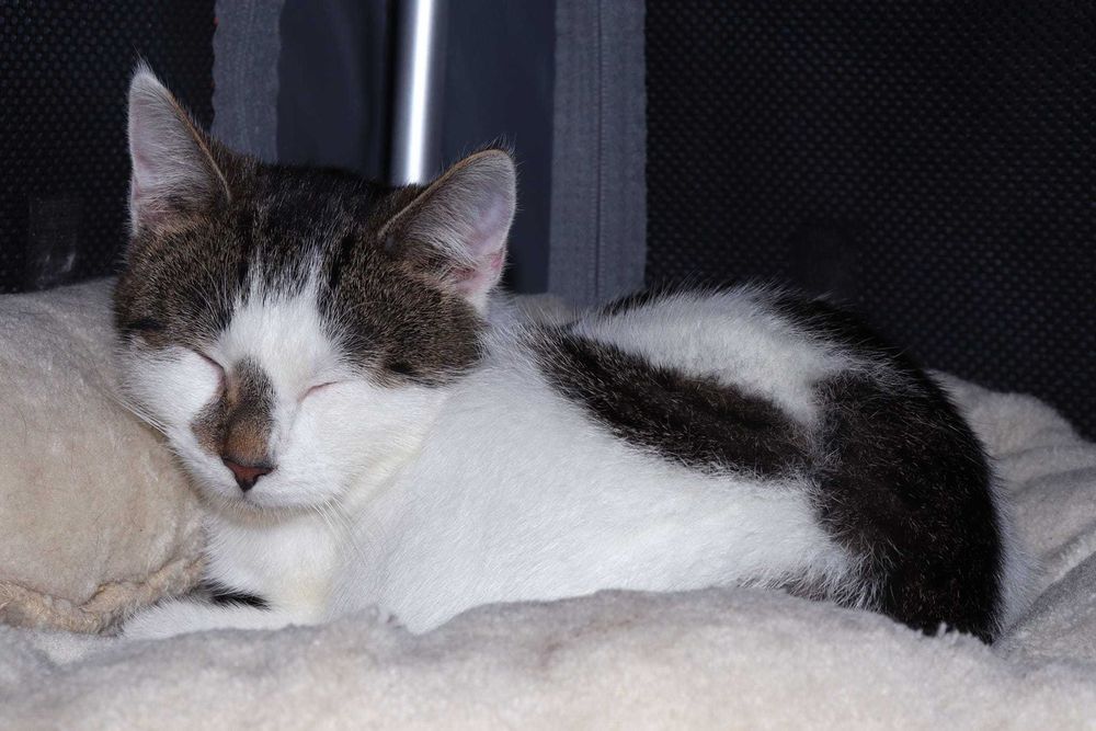 PORTO i LIZBONA - fantastyczny koci duet