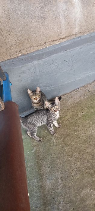 Котенка отдам в семью.