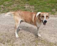 Cão manso para adopção