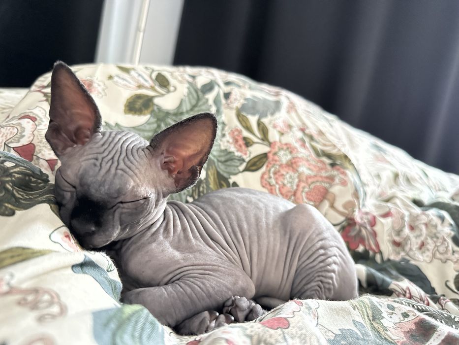 ELSA kotka sfinks kanadyjski czarny