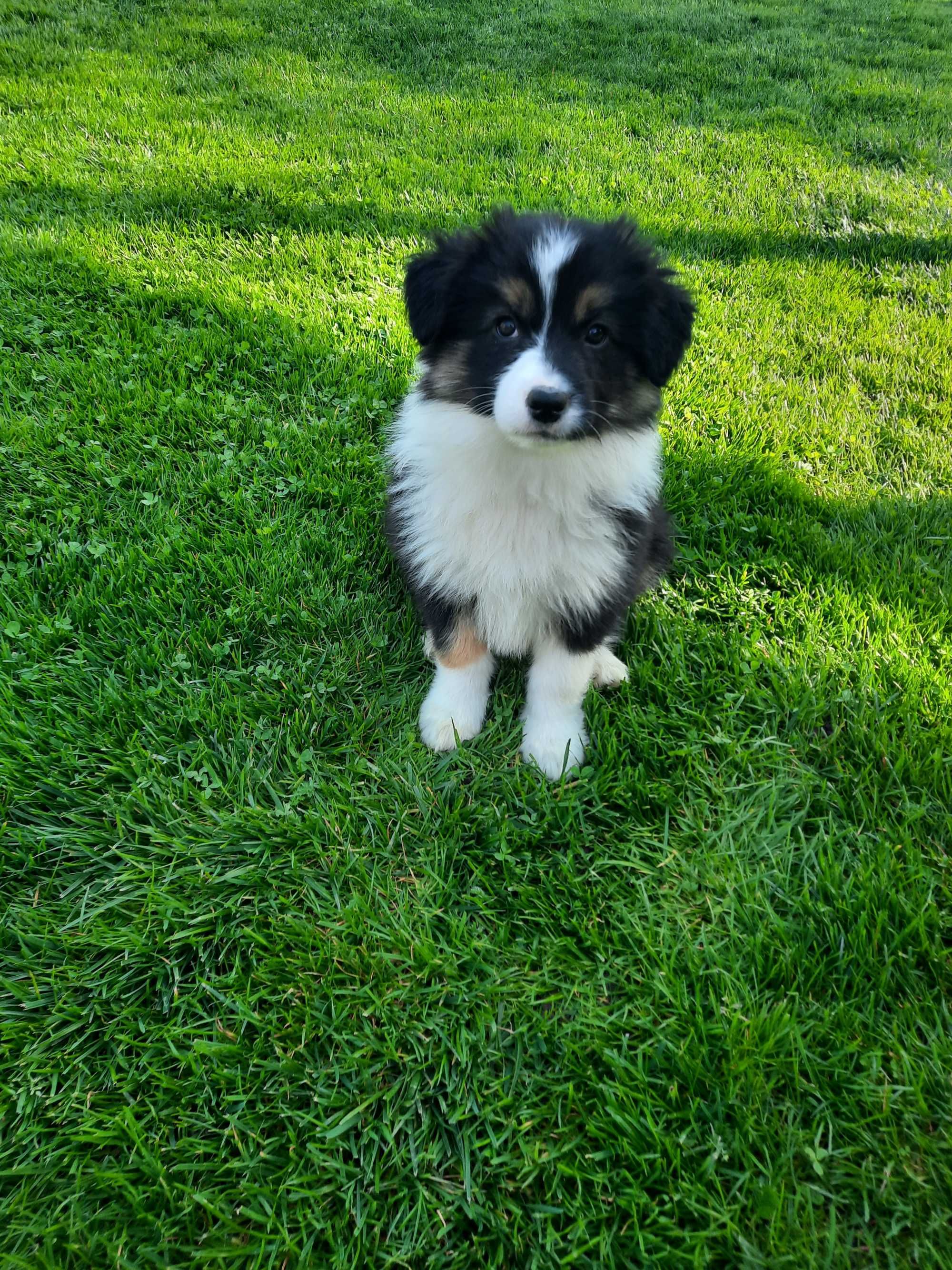 Border collie-sunia z metryką FCI