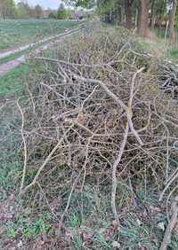 Oddam gałęzie gałęziówkę drzew brzoza, biomasa