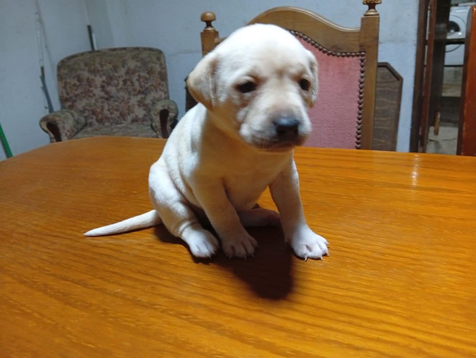 Cães filhotes ..