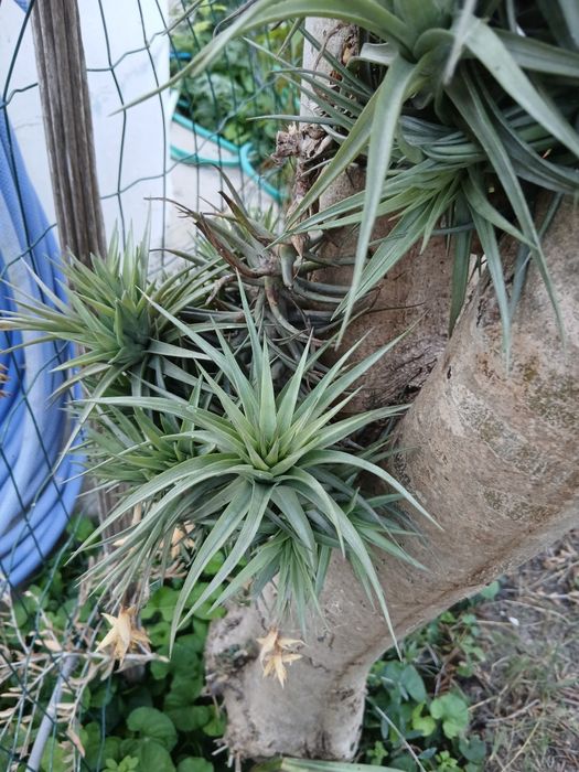 Planta Cravos "aéreos" (Bromélia)