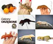 Gekon orzęsiony- różne