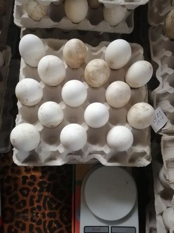 Інкубаційне яйце гусей