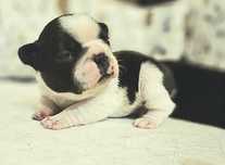 Buldog Francuski
