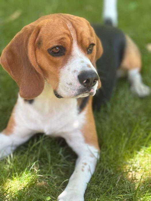 Бігль в'язка (розведення, кохання)