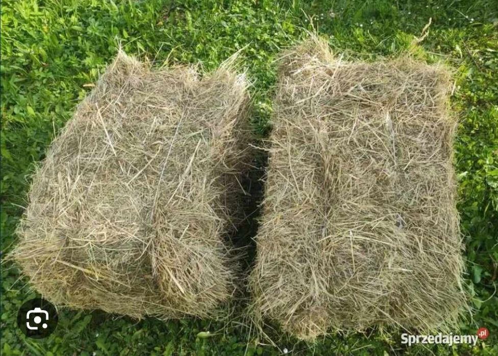 Siano kostka , 15zł za szt.
