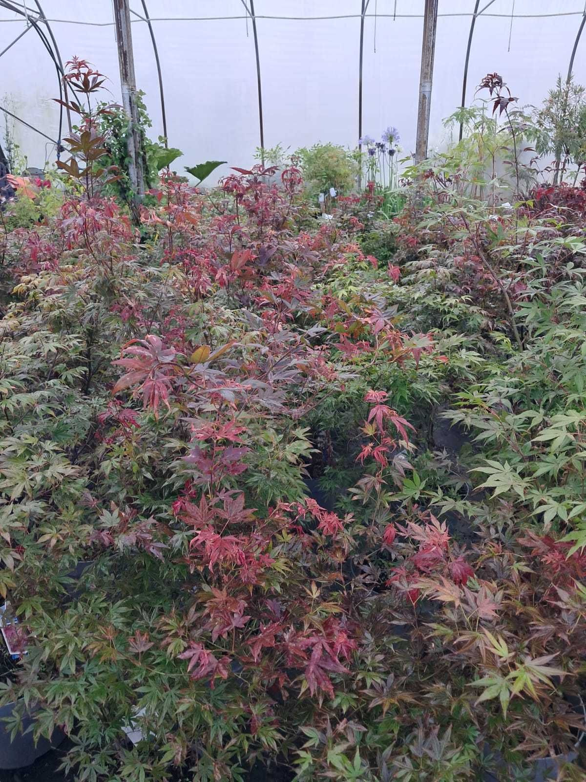 Klon Palmowy Atropurpureum