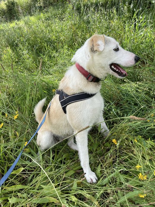 Cachorra Pronta para passeios e brincadeira
