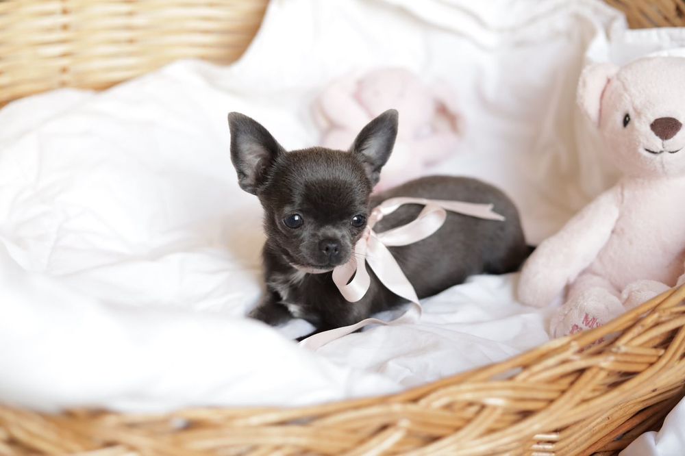 Niebieska sunia chihuahua  XS fci