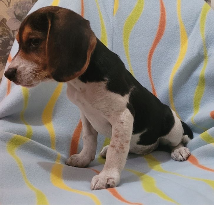 Beagle tricolor femea