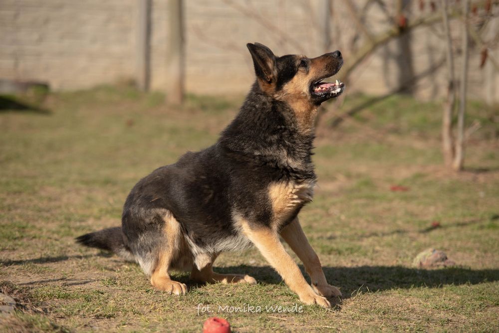 Szarik duży młody pies owczarek niemiecki szuka kochającego domu