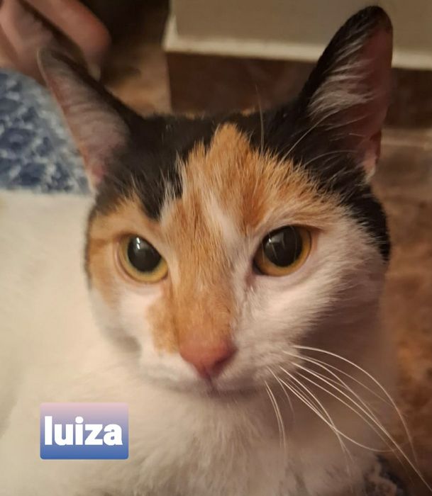 Trikolorka,wysterylizowana szuka kochającego domku.