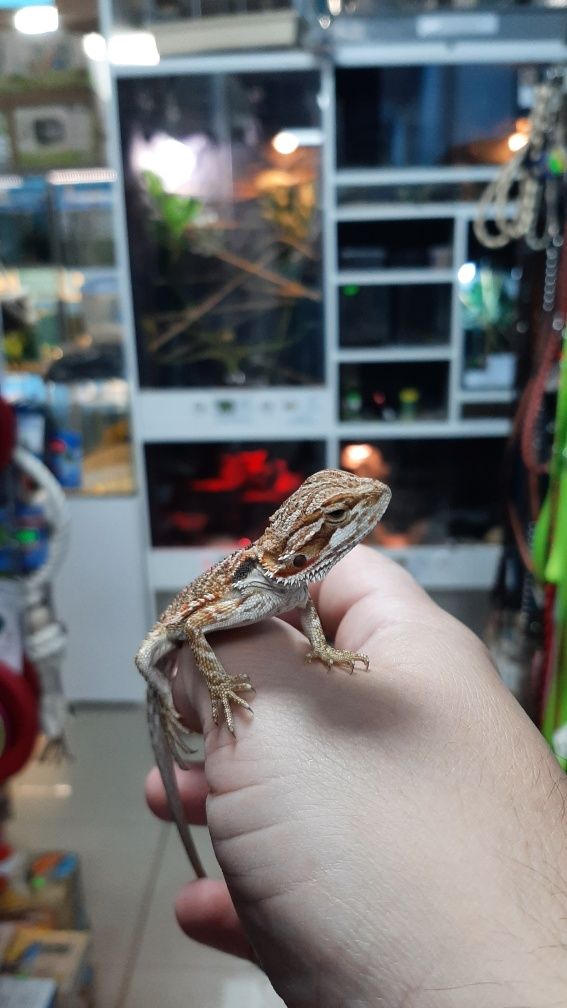 Agama brodata MINIATURKA w pawik.pl sklep zoologiczny