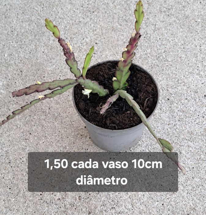 Plantas  suculentas