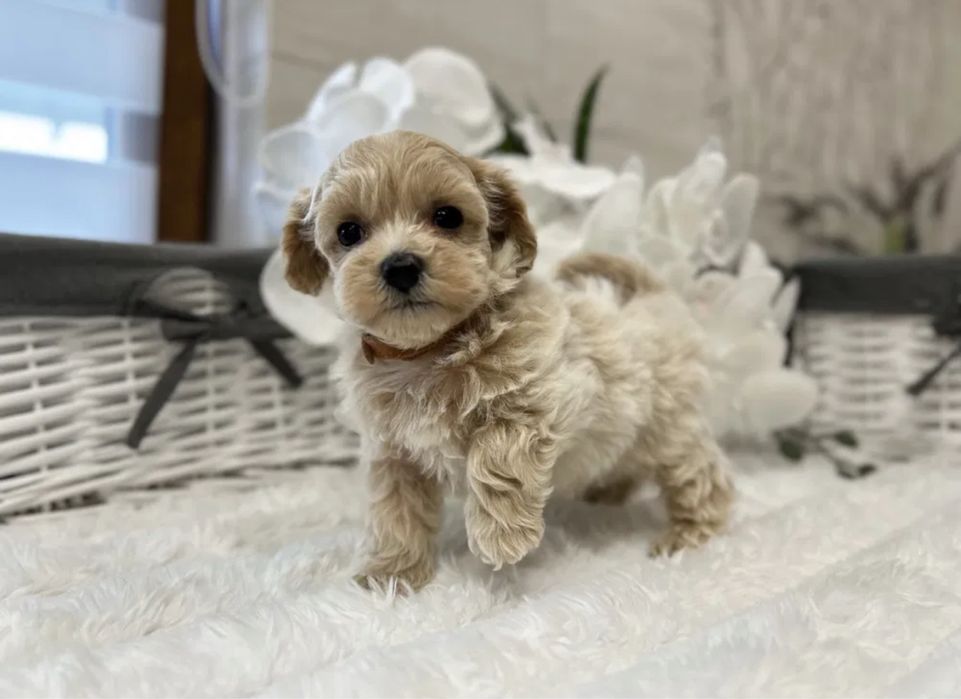 Преміальні щенята Мальтипу Мини Мальтипу f1 Мальтипу маленькая