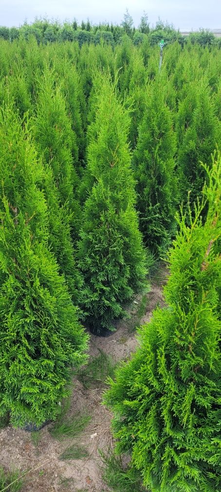 Tuja Smaragd 120 cm tuje brabant 100 laurowiśnia szmaragd 80 Toruń