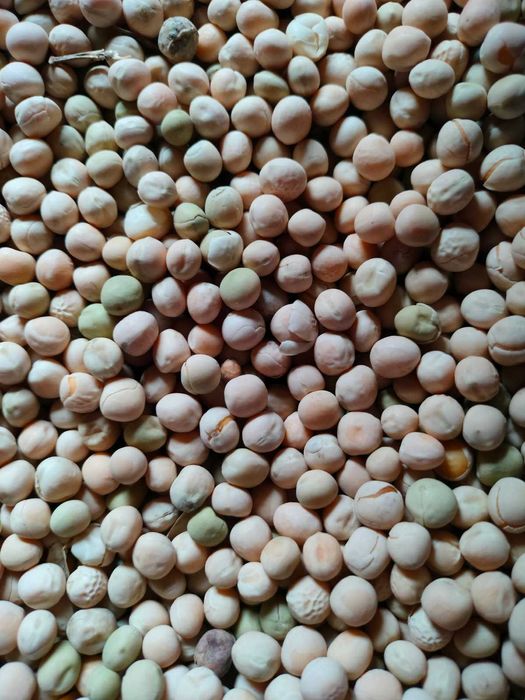 Groch siewny, łuskowy, nasiona, cert. ekologiczny