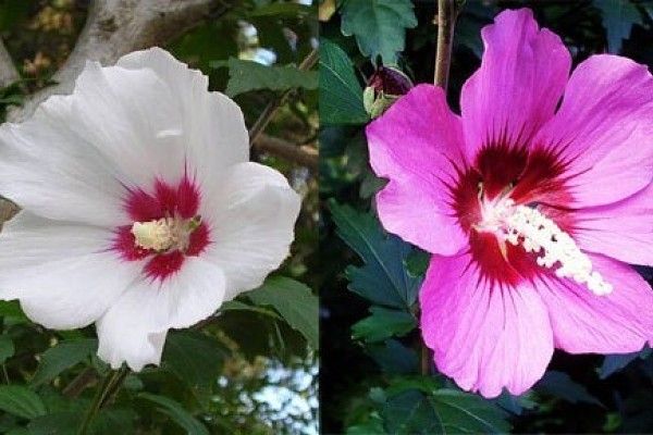 Гібіскус (мальва деревовидна)