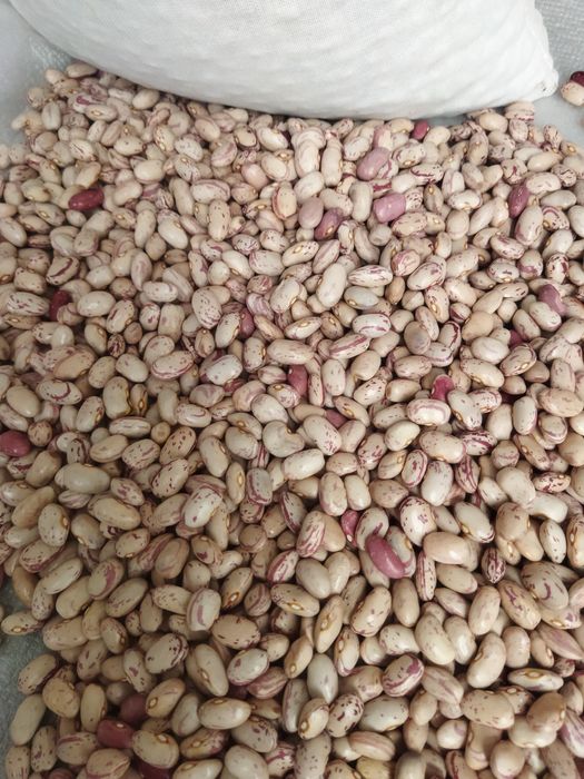 Vendo Feijão Catarino a 2, 50 euros o Quilo